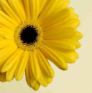 Daisy flower close-up Stock Photos