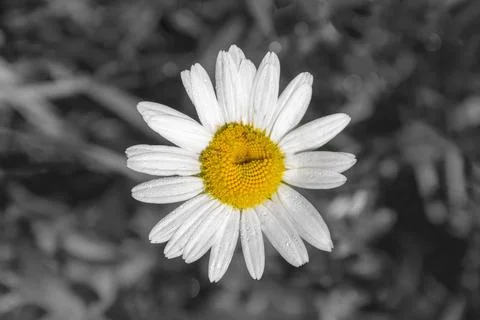 Daisy flower close-up Stock Photos