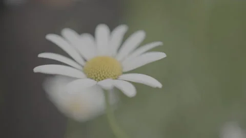 DAISY FLOWER CLOSE UP SUMMER SMALL WIND - 3840x2160 - 50 FPS Stock Footage 176980854