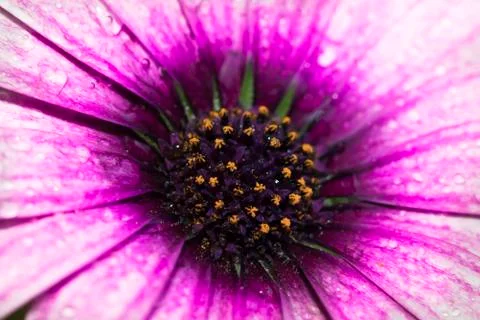 Daisy Flower closeup Stock-Fotos