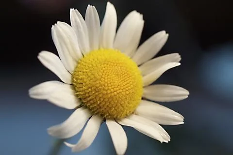 Daisy flower on dark background Foto stock