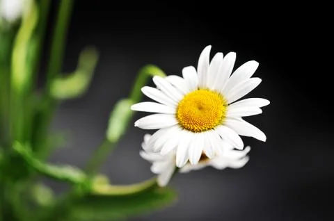 Daisy flower on a dark background Stock Photos