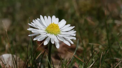 Daisy flower detail Stock Footage 36779318