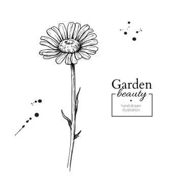 Daisy flower drawing. Vector hand drawn engraved floral set. Cha Stock Illustration
