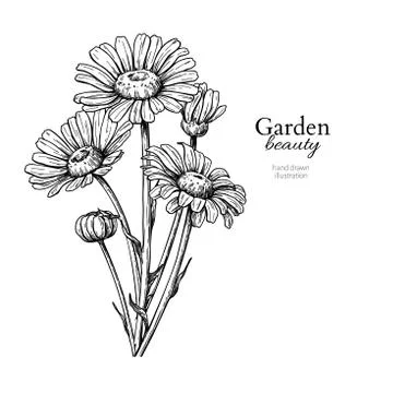 Daisy flower drawing. Vector hand drawn engraved floral set. Cha Stock Illustration