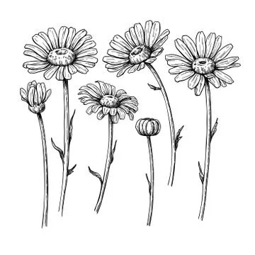 Daisy flower drawing. Vector hand drawn engraved floral set. Cha Stock Illustration