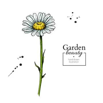 Daisy flower drawing. Vector hand drawn floral object. Chamomile sketch Stock Illustration