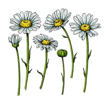 Daisy flower drawing. Vector hand drawn floral object. Chamomile sketch set Stock Illustration