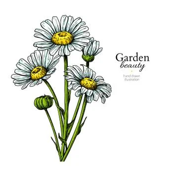 Daisy flower drawing. Vector hand drawn floral bouquet. Chamomile Stock Illustration