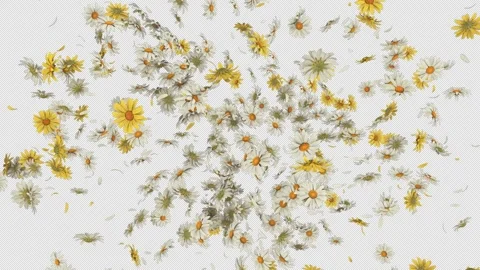 Daisy Flower Explosion on Alpha Channel. Video stock 293533601