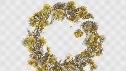 Daisy Flower Explosion on Alpha Channel. Stock Footage 295012497