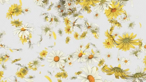 Daisy Flower Explosion on Alpha Channel. Stock Footage 296307840