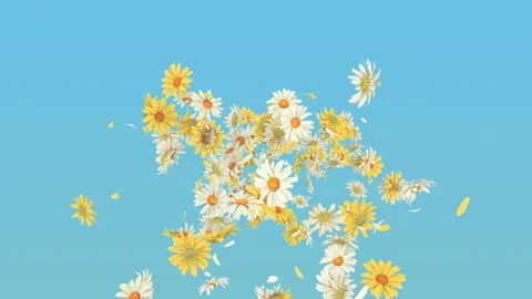 Daisy Flower Explosion on Pastel Background. Stock Footage 292873546