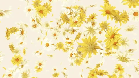 Daisy Flower Explosion on Pastel Background. Stock Footage 297851008