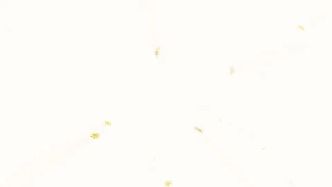 Daisy Flower Explosion on Pastel Background Stock Footage 326020811