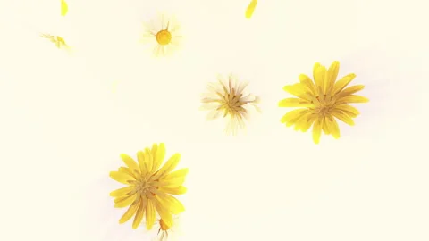 Daisy Flower Fall Loop on Pastel Background. Stock Footage 263196123
