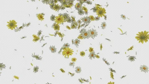 Daisy Flower Falling Stock Footage 224460177