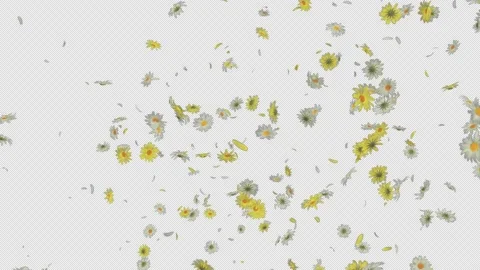 Daisy Flower Falling Stock Footage 229911657