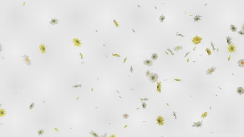 Daisy Flower Falling Loop Stock Footage 236445167