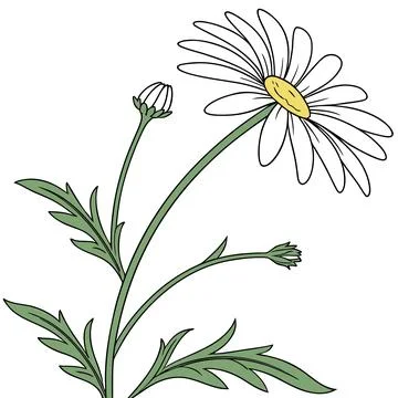 Daisy Flower Flat Floral Vector Illustration Stock Illustration