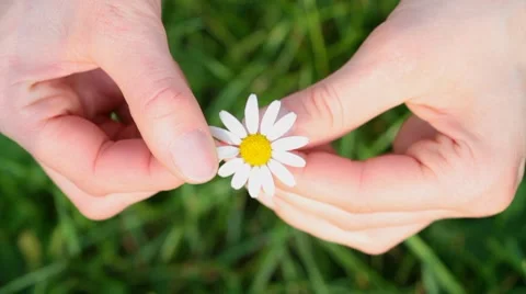 Daisy flower Vídeos de archivo 7907493