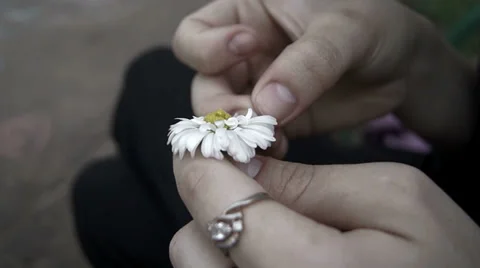 Daisy Flower Video stock 38706668