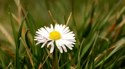 Daisy flower Stock Footage 48967850