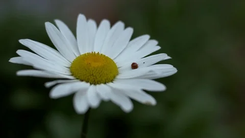 Daisy flower Video stock 81051731