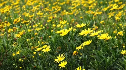 Daisy flower Stock Footage 92109909