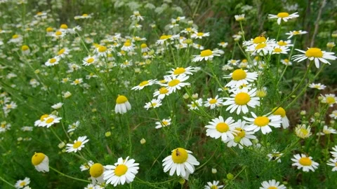 Daisy flower Stock Footage 132815624