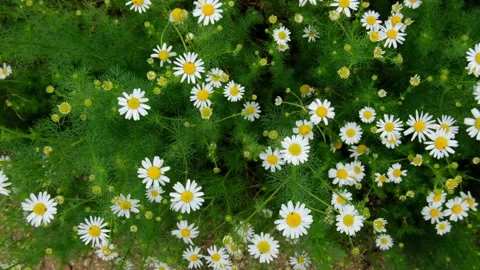 Daisy flower Stock Footage 132815651