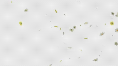 Daisy Flower Stock Footage 232745329