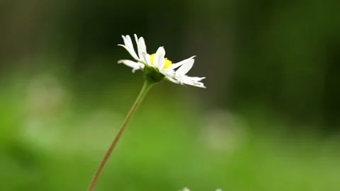 Daisy flower in the garden Stock Footage 275376687