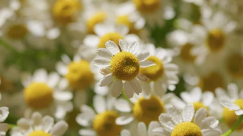 Daisy Flower Garden Full Bloom Plant. Chamomile Flowers Field Wide Background In Stock Footage 277842858