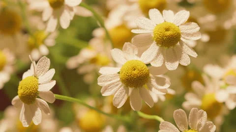 Daisy Flower Garden Full Bloom Plant. Chamomile Flowers Field Wide Background In Stock Footage 277844487