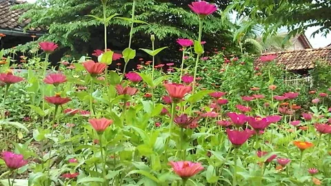 Daisy flower garden with many pink and red daisies flowers on it. Stock-Footage 124402853