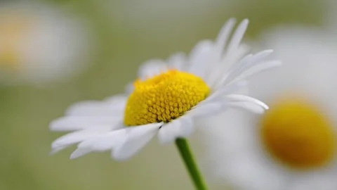 A daisy flower gently sways in the spring breeze, filmed in slow motion. Stock Footage 295364110