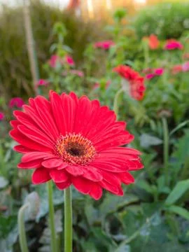 Daisy a flower ,gerbera  in garden Stock Photos