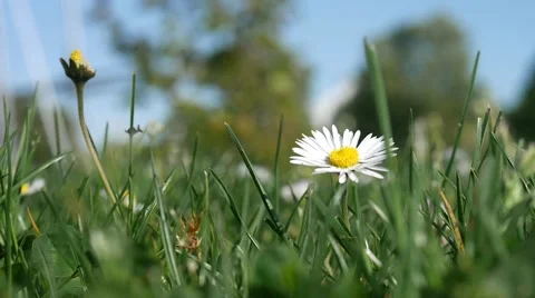 Daisy Flower at Grass Field 動画素材 52085951