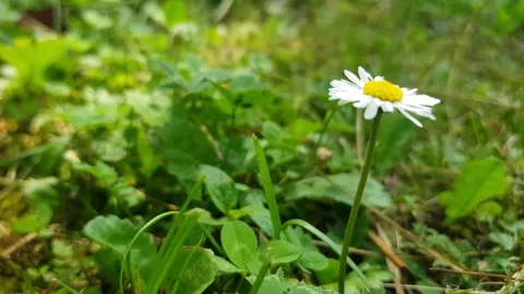 Daisy flower in the grass Stock Footage 245491991