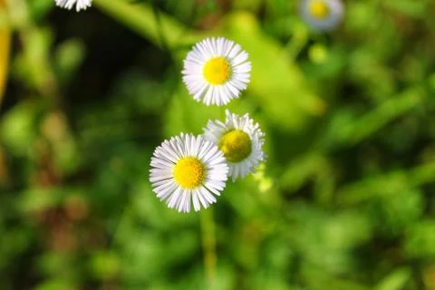 Daisy flower in the grass Stock Photos