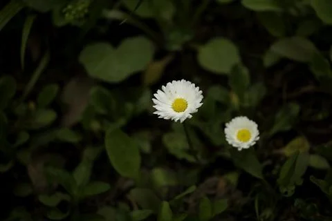 Daisy flower in the grass Fotos de archivo