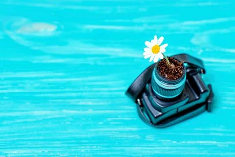 Daisy Flower Growing in a Tiny Camera 스톡 사진