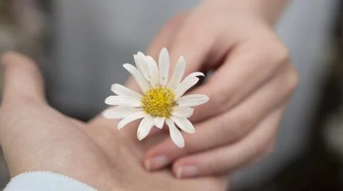 Daisy flower in hand Stock Photos