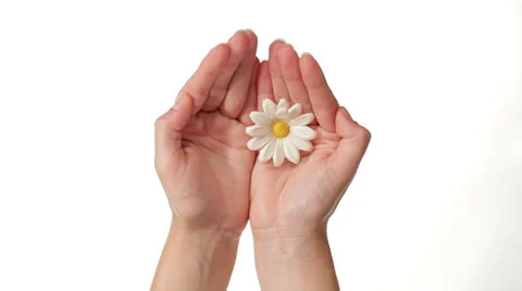 Daisy Flower in Hands  on White Background Video stock 27121943