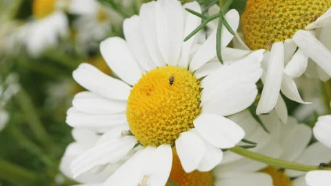 Daisy flower head macro close up stock footage Stock Footage 344787209