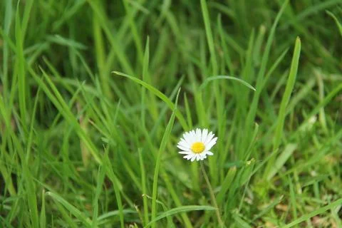 Daisy Flower Head. Foto stock