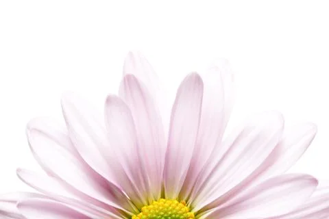 Daisy flower isolated Stock Photos