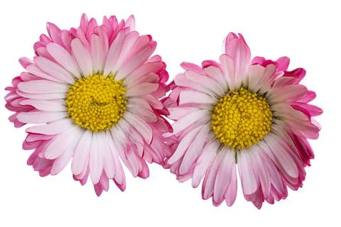 Daisy flower isolated Stock Photos