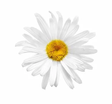 Daisy flower isolated. Stock Photos